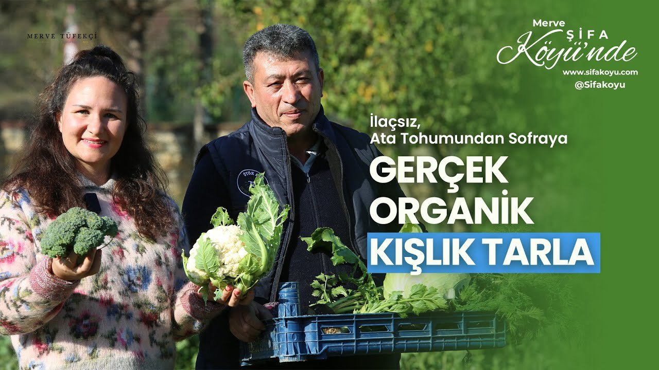 Gerçek Organik Kışlık Tarla: İlaçsız, Ata Tohumundan