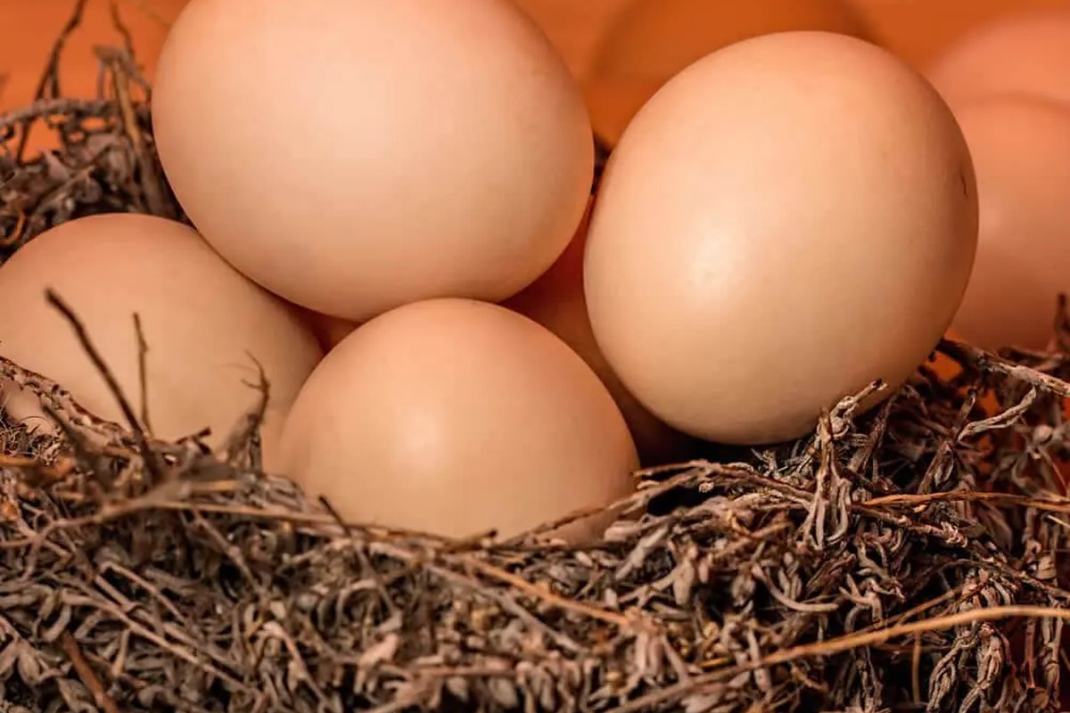 Gezen Tavuk Yumurtası mı Organik Yumurta mı? Alırken Nelere Bakılır?